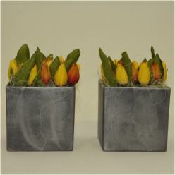 Strakke tulpen op aardewerk vierkante bak.